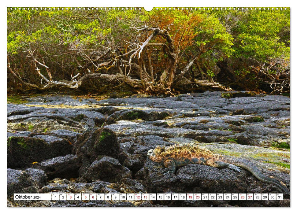 Galápagos - The Enchanted Islands (CALVENDO Premium Wall Calendar 2024) 