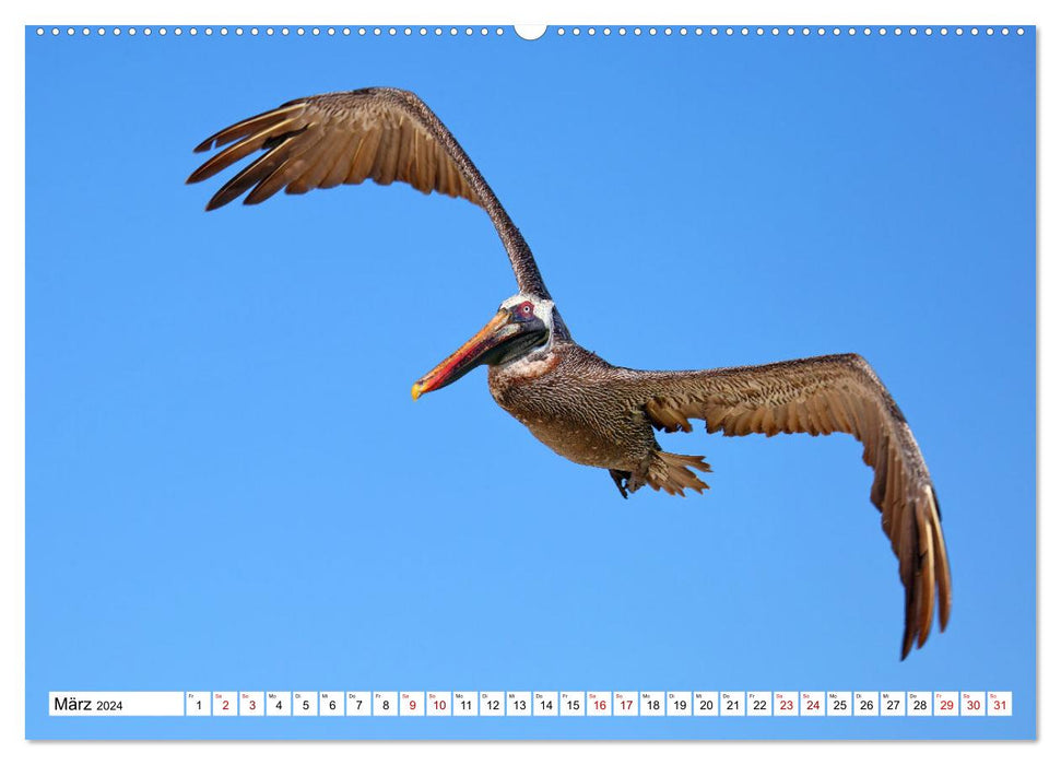 Galápagos - The Enchanted Islands (CALVENDO Premium Wall Calendar 2024) 