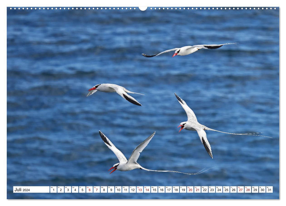 Galápagos - The Enchanted Islands (CALVENDO Premium Wall Calendar 2024) 