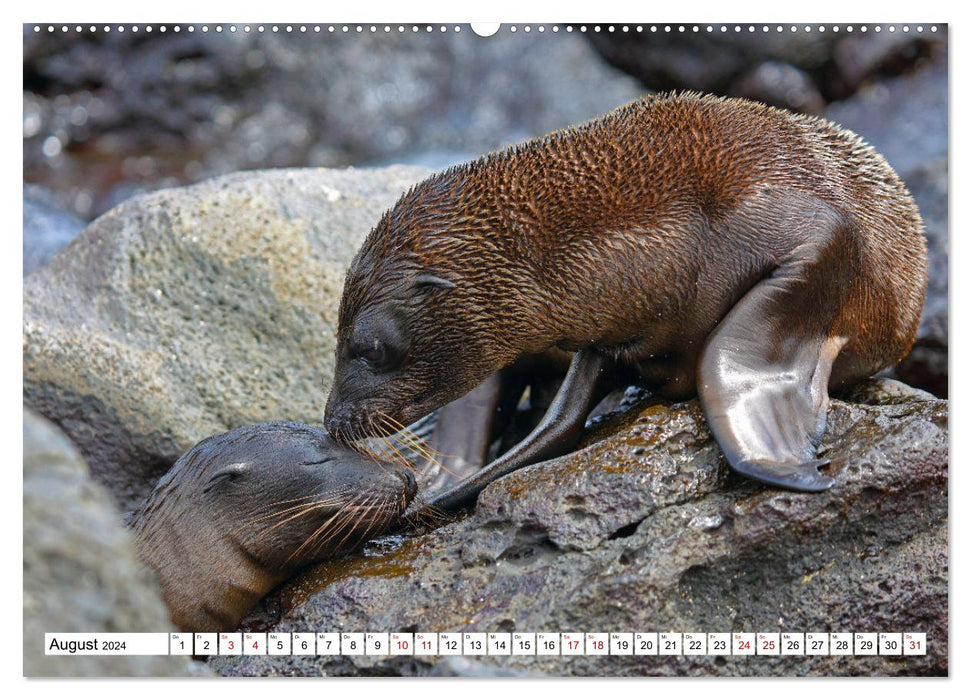 Galápagos - The Enchanted Islands (CALVENDO Premium Wall Calendar 2024) 