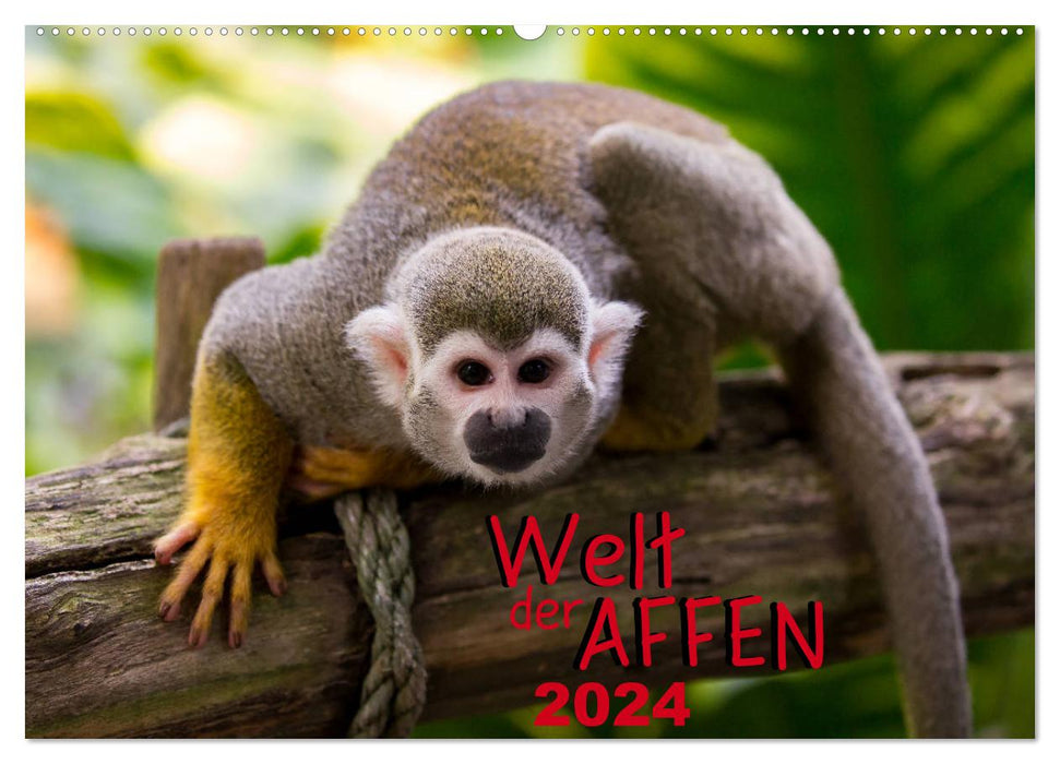 Welt der Affen (CALVENDO Wandkalender 2024)