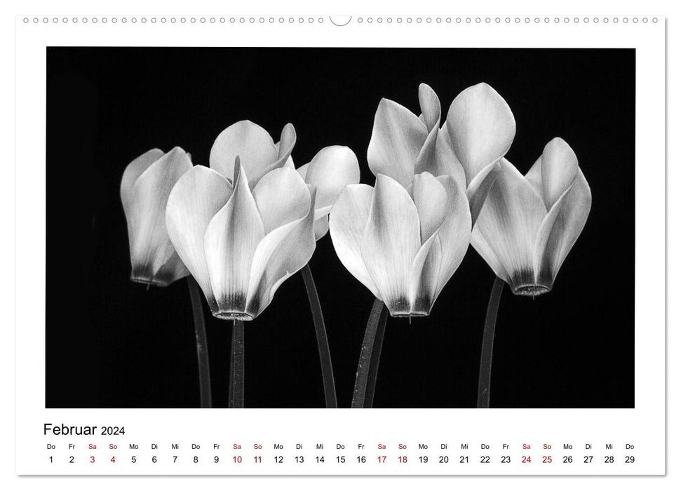 Die grafische Schönheit der Pflanzen – Schwarz-Weiß (CALVENDO Wandkalender 2024)