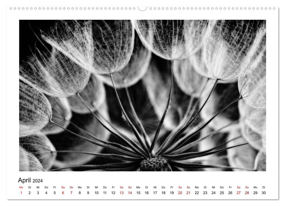 The graphic beauty of plants – black and white (CALVENDO wall calendar 2024) 