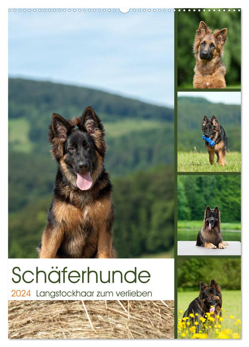Shepherd dogs with long stick hair to fall in love with (CALVENDO wall calendar 2024) 