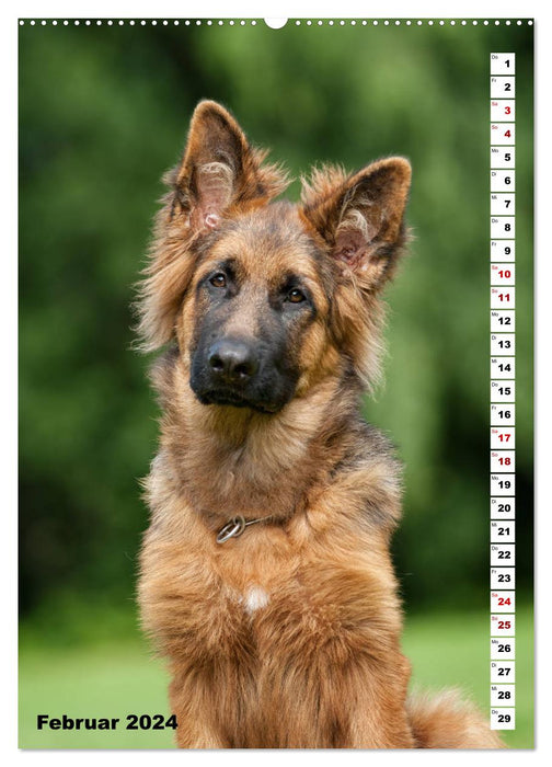 Shepherd dogs with long stick hair to fall in love with (CALVENDO wall calendar 2024) 