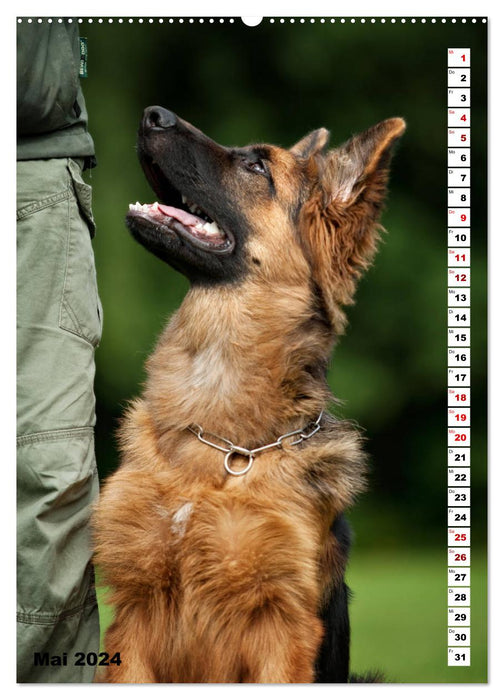 Schäferhunde Langstockhaar zum verlieben (CALVENDO Wandkalender 2024)