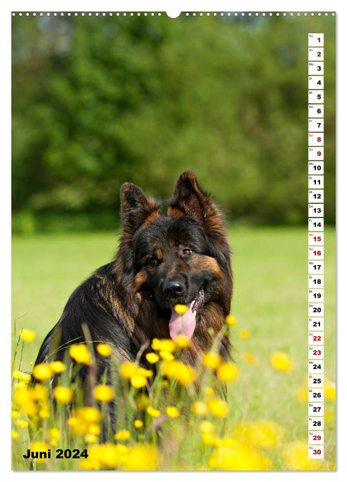 Schäferhunde Langstockhaar zum verlieben (CALVENDO Wandkalender 2024)