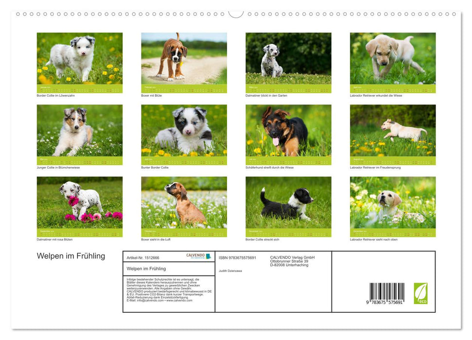 Puppies in Spring (CALVENDO Premium Wall Calendar 2024) 