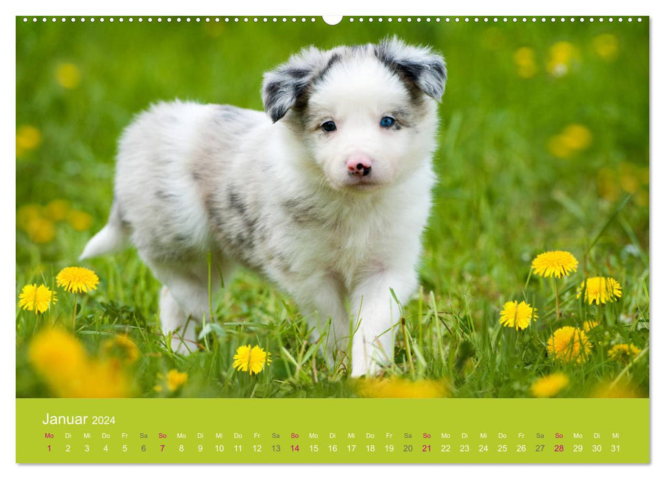 Puppies in Spring (CALVENDO Premium Wall Calendar 2024) 