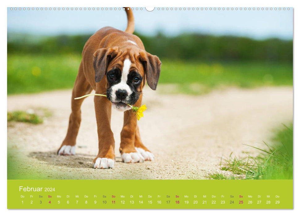 Puppies in Spring (CALVENDO Premium Wall Calendar 2024) 