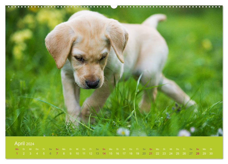 Puppies in Spring (CALVENDO Premium Wall Calendar 2024) 