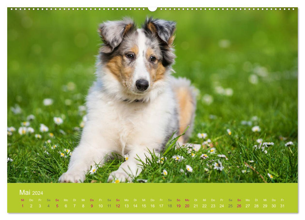 Puppies in Spring (CALVENDO Premium Wall Calendar 2024) 