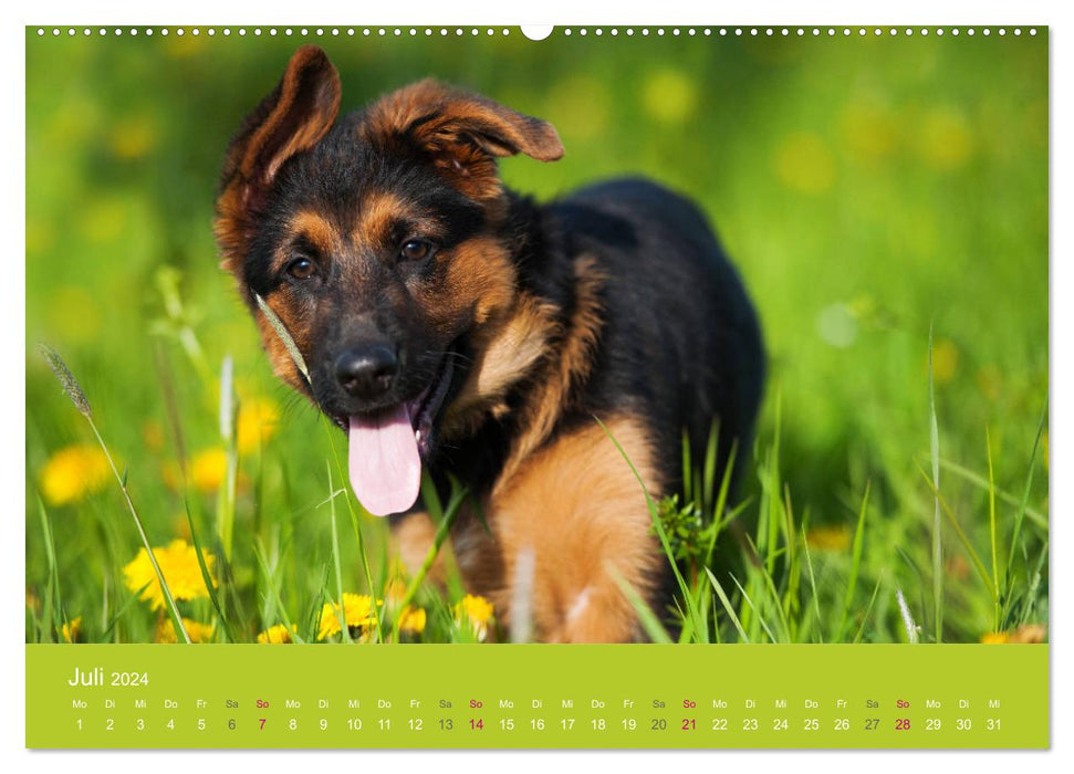 Puppies in Spring (CALVENDO Premium Wall Calendar 2024) 