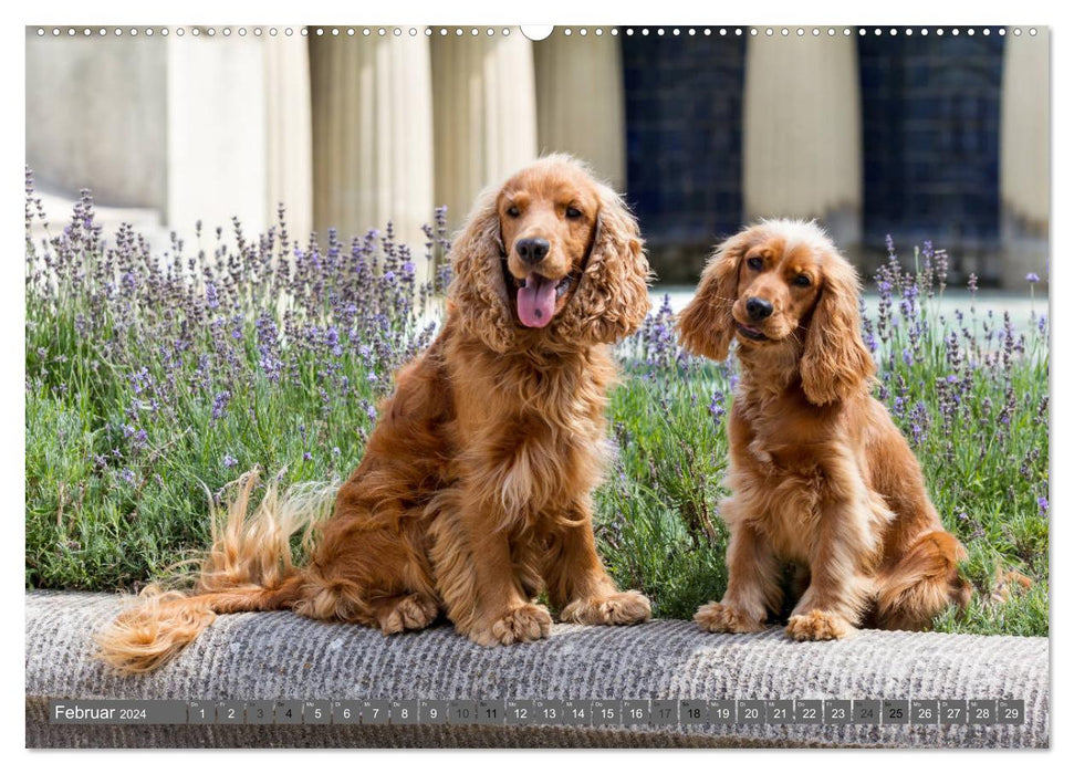 English Cocker Spaniels - Ein Spaziergang im Park (CALVENDO Premium Wandkalender 2024)