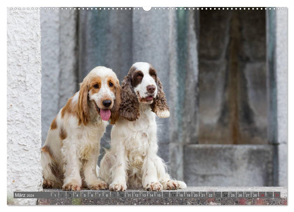 English Cocker Spaniels - A Walk in the Park (CALVENDO Premium Wall Calendar 2024) 