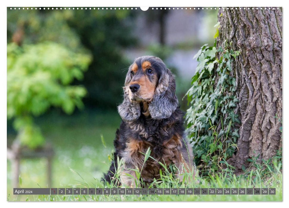 English Cocker Spaniels - A Walk in the Park (CALVENDO Premium Wall Calendar 2024) 