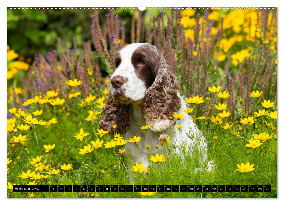 English Cocker Spaniel - Fröhliche Gesellen (CALVENDO Premium Wandkalender 2024)