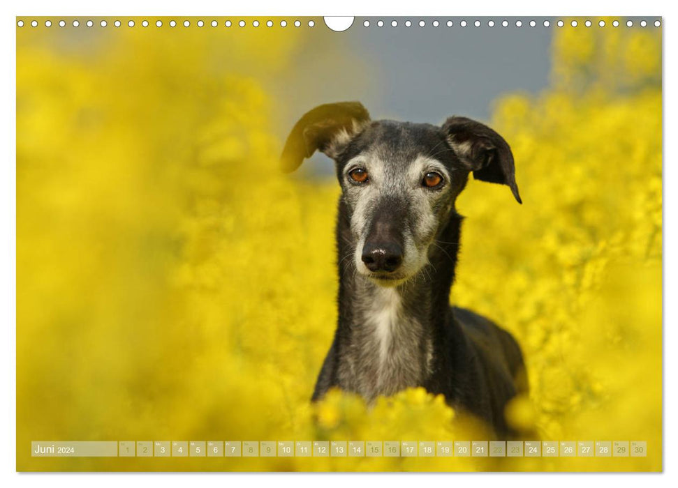 Magical greyhounds (CALVENDO wall calendar 2024) 