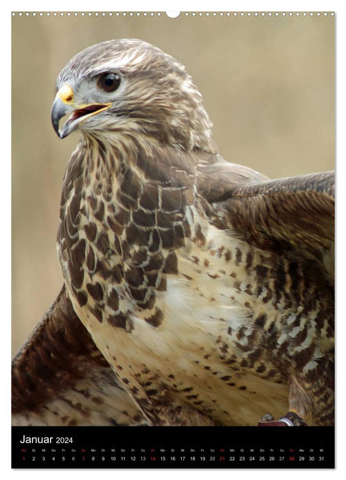 Sharp claws, sharp eyes, birds of prey and owls in the wildlife park (CALVENDO Premium Wall Calendar 2024) 