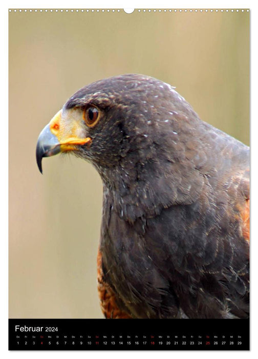 Sharp claws, sharp eyes, birds of prey and owls in the wildlife park (CALVENDO Premium Wall Calendar 2024) 