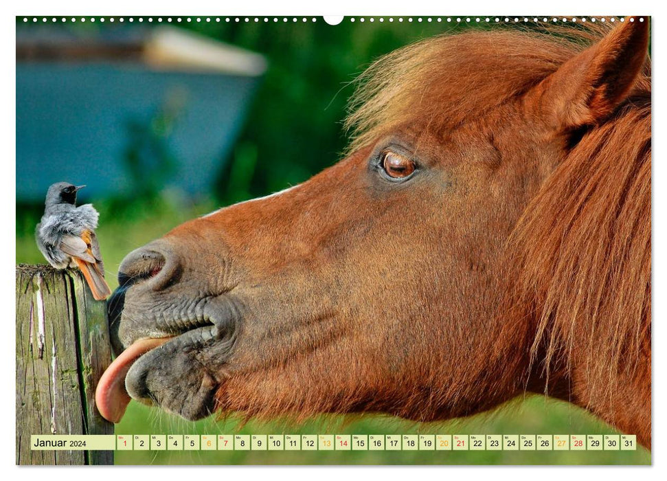 Funny and crazy - the completely different animal calendar (CALVENDO Premium Wall Calendar 2024) 