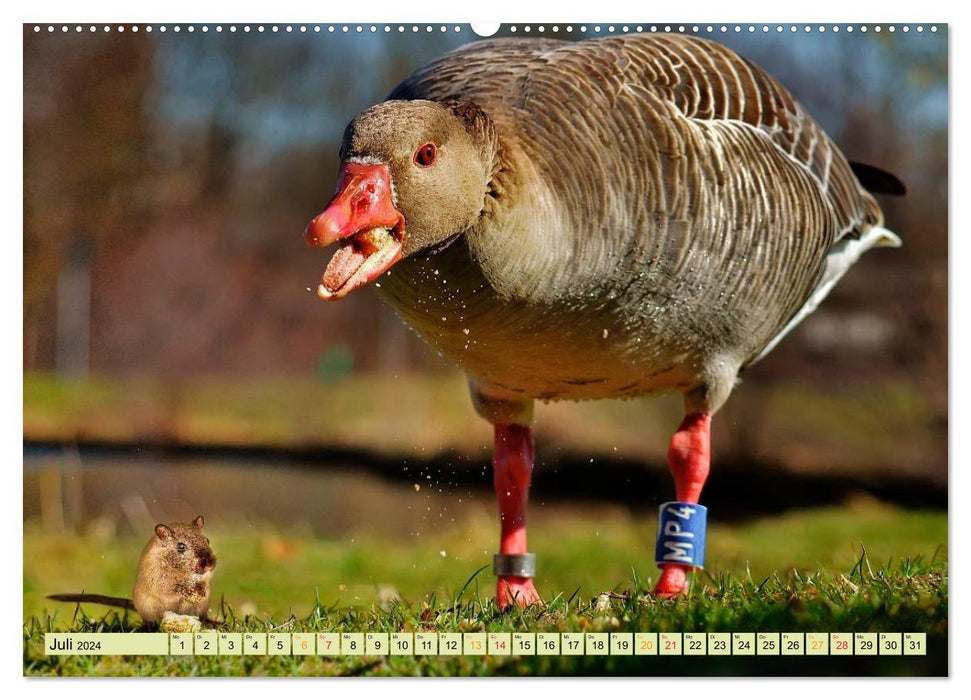 Funny and crazy - the completely different animal calendar (CALVENDO Premium Wall Calendar 2024) 