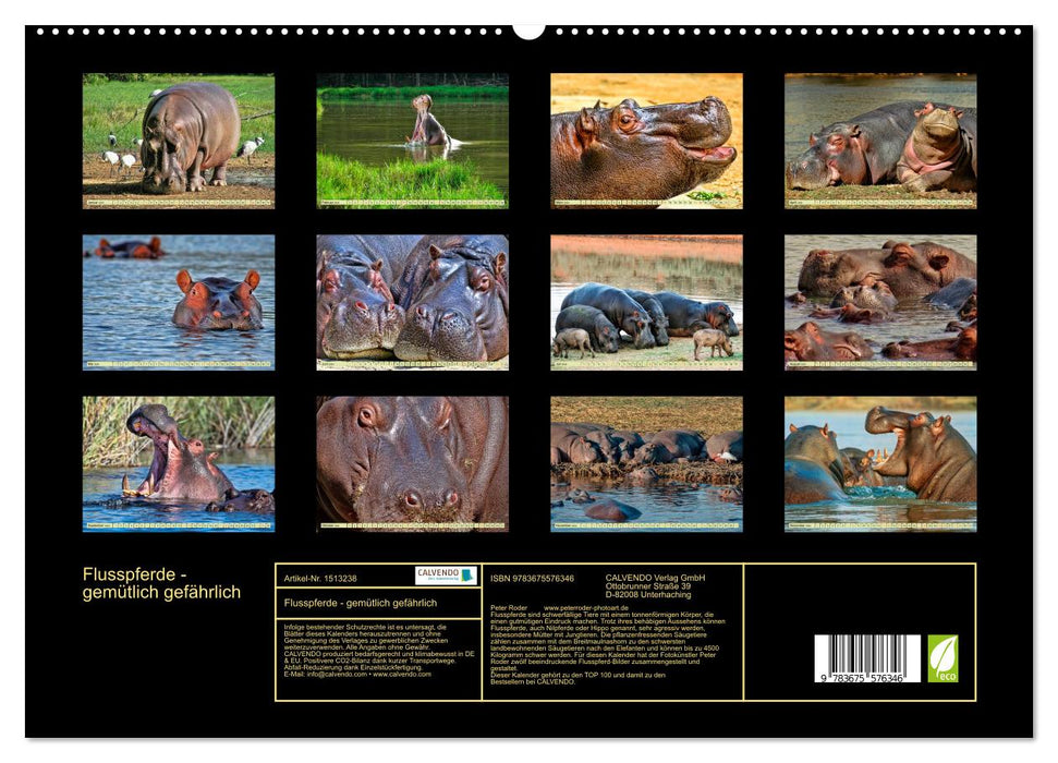 Hippos - cozy dangerous (CALVENDO Premium Wall Calendar 2024) 