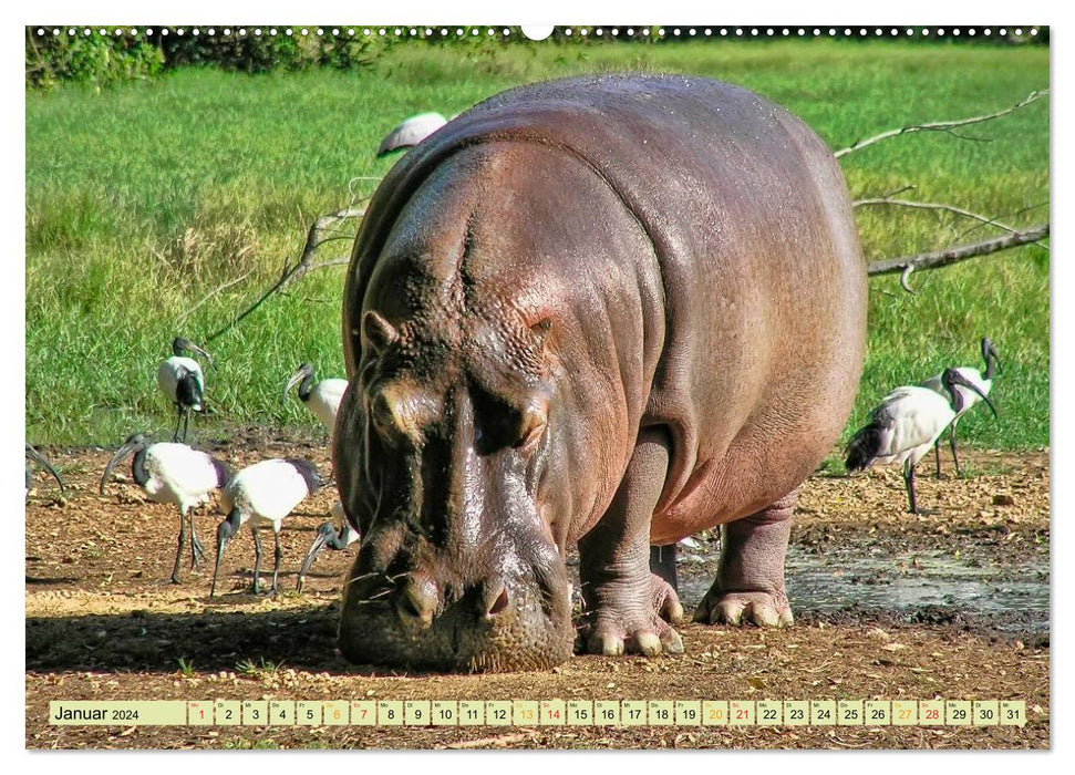 Hippos - cozy dangerous (CALVENDO Premium Wall Calendar 2024) 