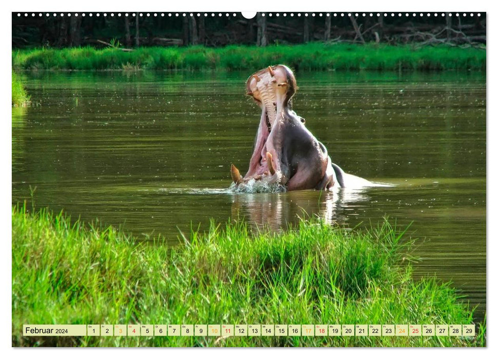 Hippos - cozy dangerous (CALVENDO Premium Wall Calendar 2024) 