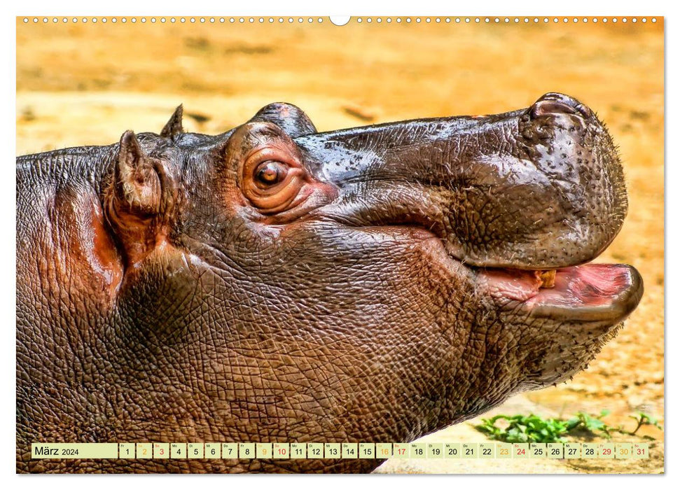 Hippos - cozy dangerous (CALVENDO Premium Wall Calendar 2024) 