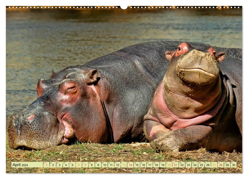 Hippos - cozy dangerous (CALVENDO Premium Wall Calendar 2024) 