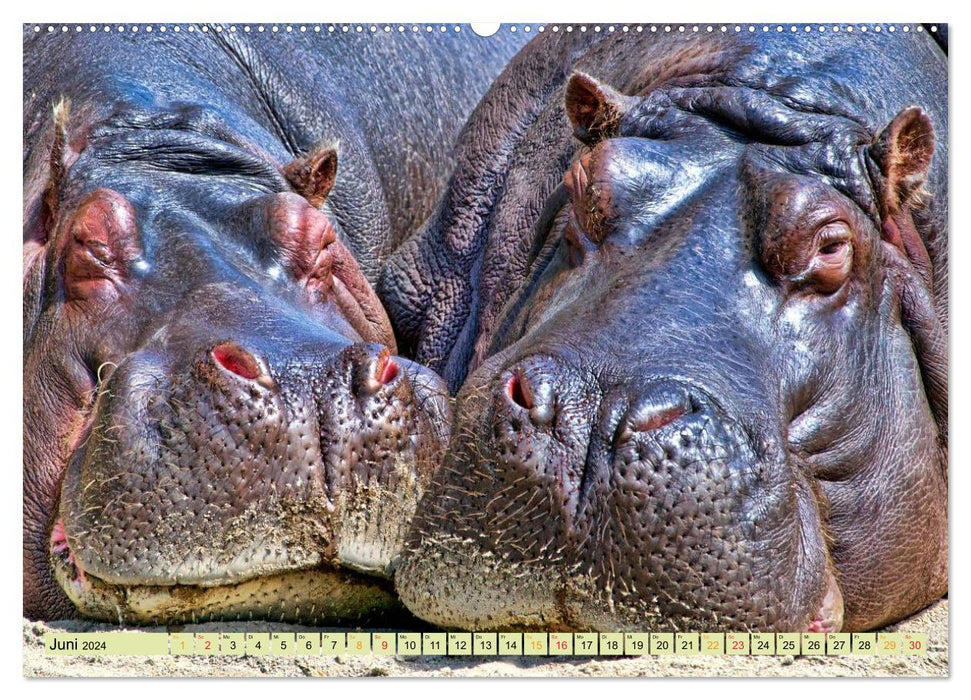 Hippos - cozy dangerous (CALVENDO Premium Wall Calendar 2024) 