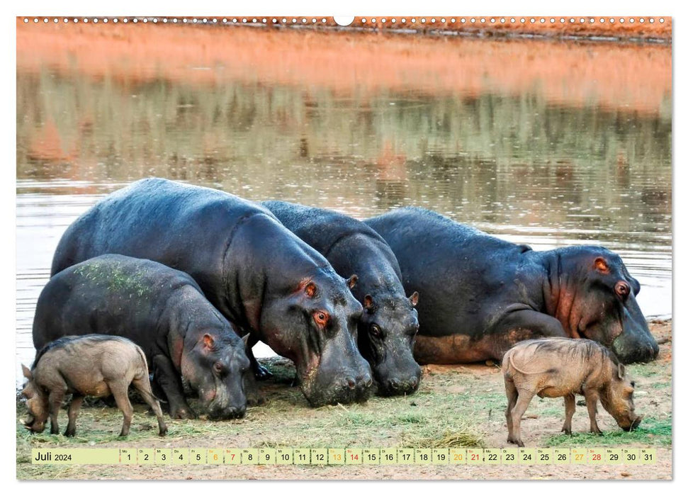 Hippos - cozy dangerous (CALVENDO Premium Wall Calendar 2024) 