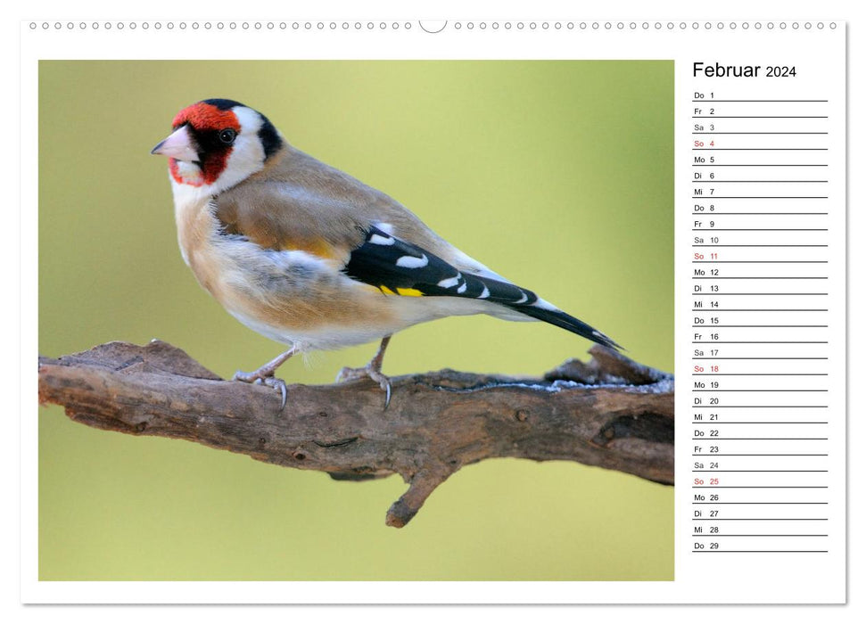 Gefiederte Freunde - Unsere heimischen Gartenvögel (CALVENDO Premium Wandkalender 2024)