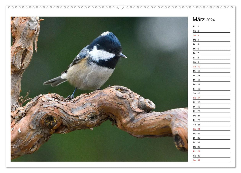 Gefiederte Freunde - Unsere heimischen Gartenvögel (CALVENDO Premium Wandkalender 2024)