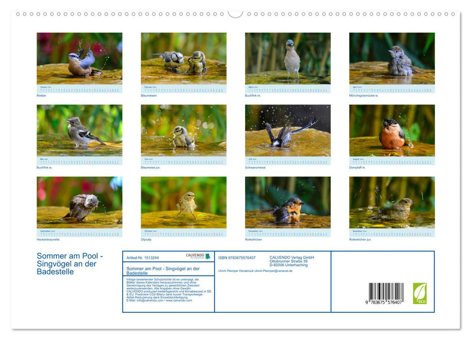 Summer by the pool - songbirds at the bathing area (CALVENDO Premium Wall Calendar 2024) 