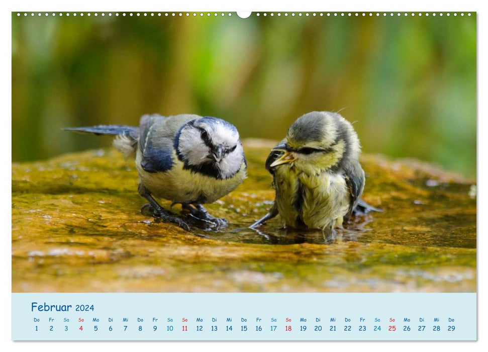 Summer by the pool - songbirds at the bathing area (CALVENDO Premium Wall Calendar 2024) 