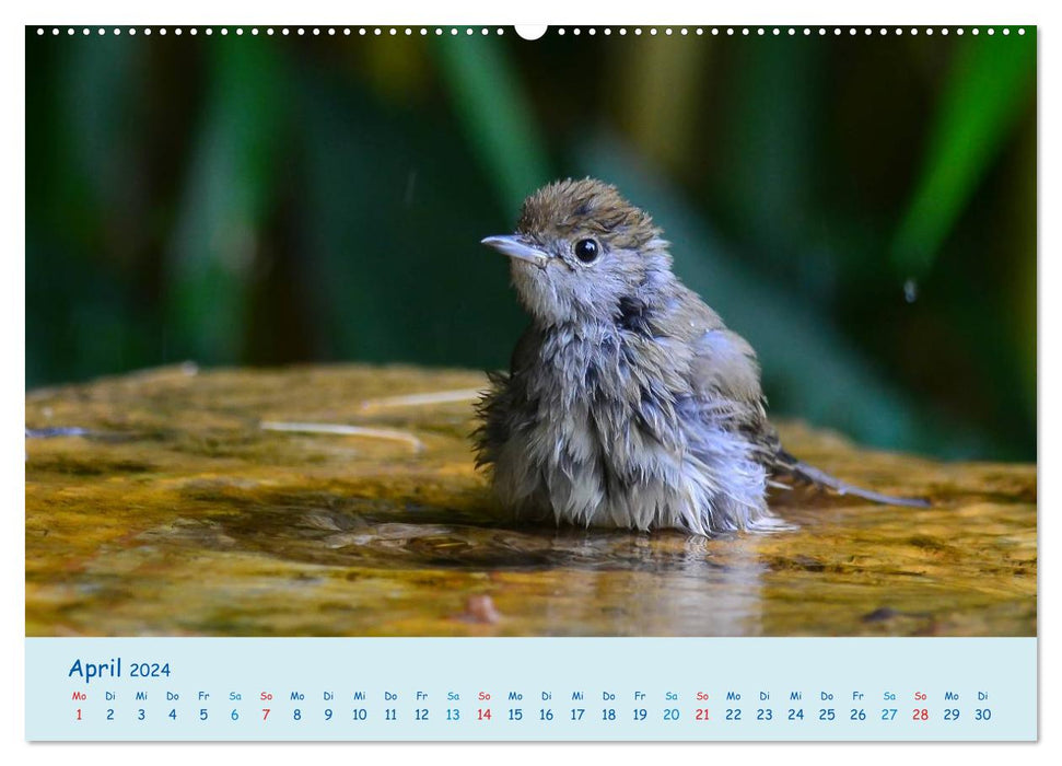Sommer am Pool - Singvögel an der Badestelle (CALVENDO Premium Wandkalender 2024)
