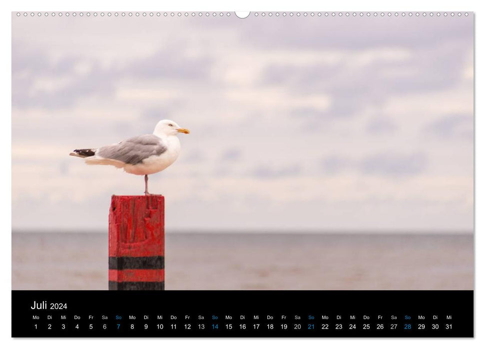 Greetings from Texel (CALVENDO Premium Wall Calendar 2024) 