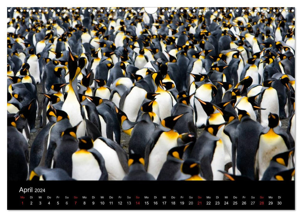 Antarctica 68° South (CALVENDO wall calendar 2024) 