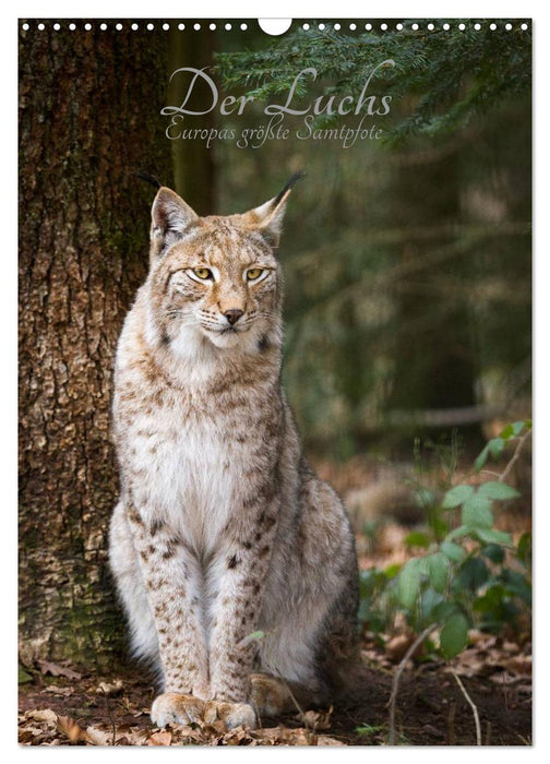 The lynx - Europe's largest velvet paw (CALVENDO wall calendar 2024) 
