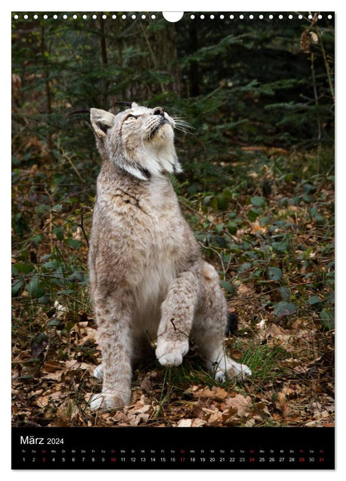 The lynx - Europe's largest velvet paw (CALVENDO wall calendar 2024) 