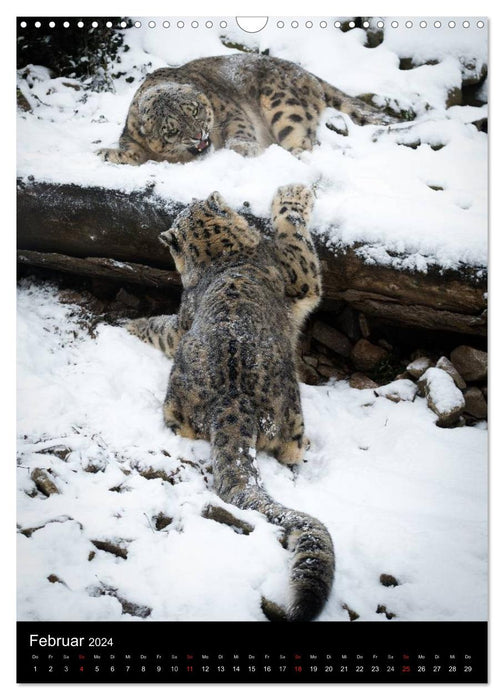 Snow leopards - The spirits of the mountains (CALVENDO wall calendar 2024) 