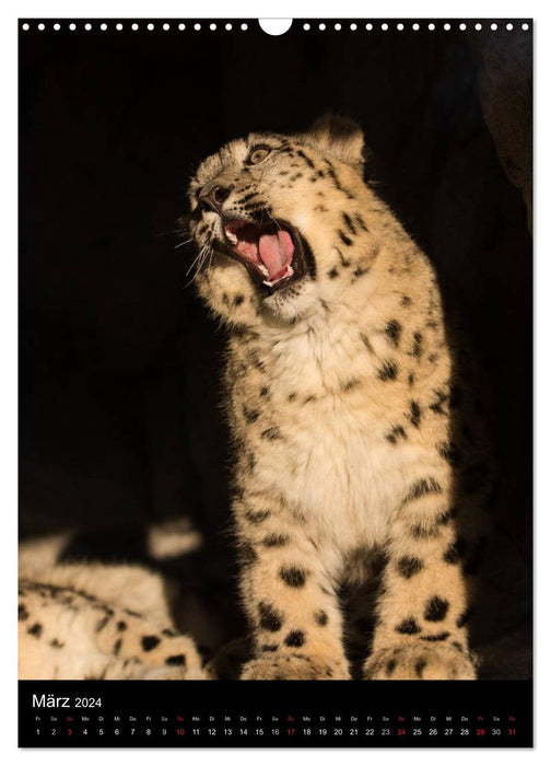 Snow leopards - The spirits of the mountains (CALVENDO wall calendar 2024) 