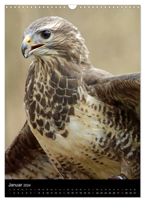 Scharfe Krallen, scharfe Augen, Greifvögel und Eulen im Wildpark (CALVENDO Wandkalender 2024)