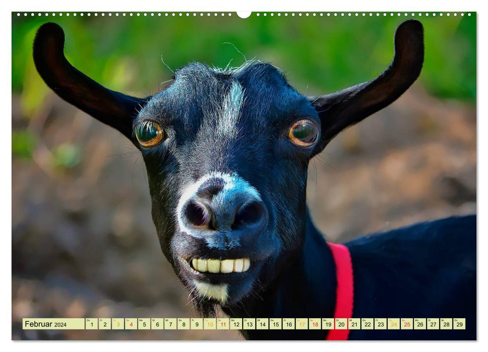 Funny and crazy - the completely different animal calendar (CALVENDO wall calendar 2024) 