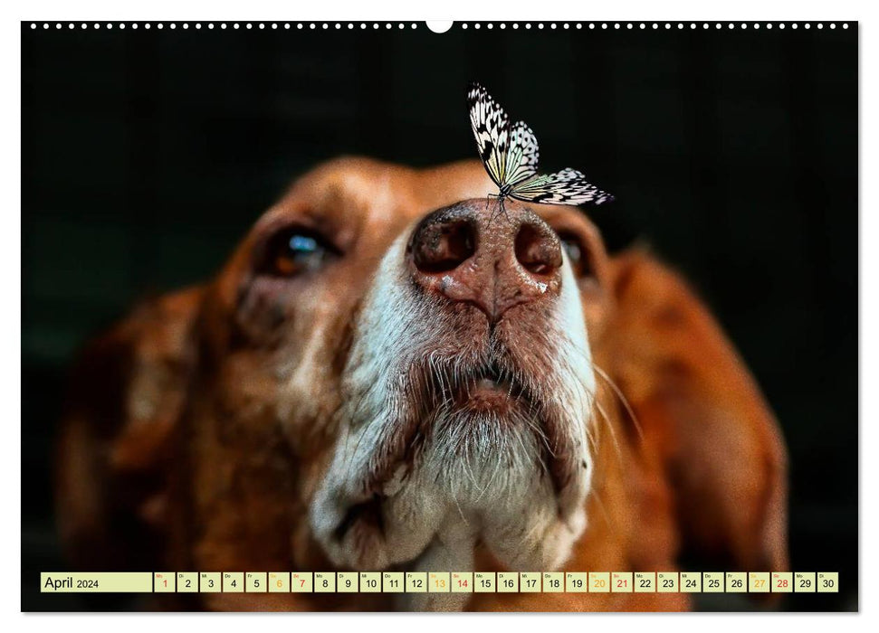 Funny and crazy - the completely different animal calendar (CALVENDO wall calendar 2024) 