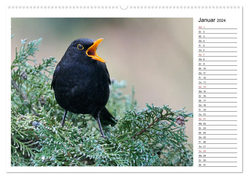 Gefiederte Freunde - Unsere heimischen Gartenvögel (CALVENDO Wandkalender 2024)