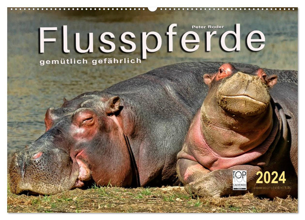 Hippos - cozy dangerous (CALVENDO wall calendar 2024) 