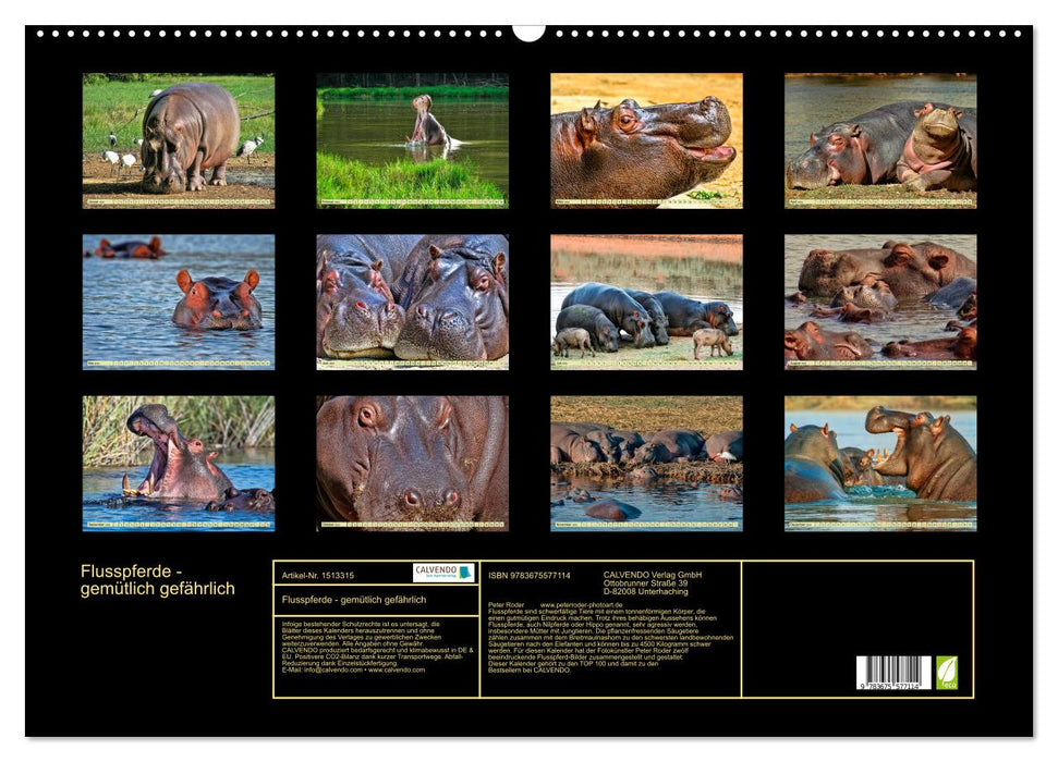 Flusspferde - gemütlich gefährlich (CALVENDO Wandkalender 2024)
